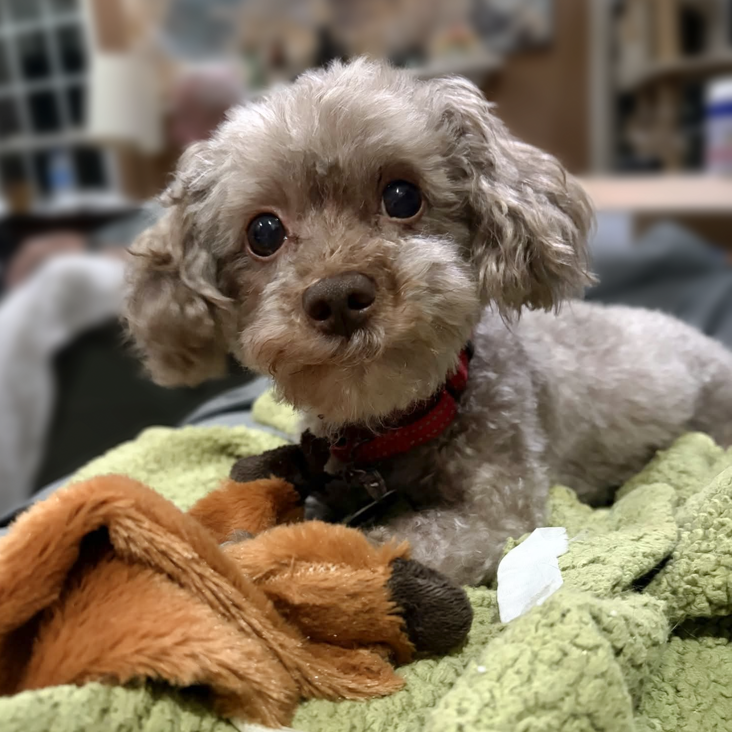 Carl Dean - ADOPTED!, Poodle (Toy)