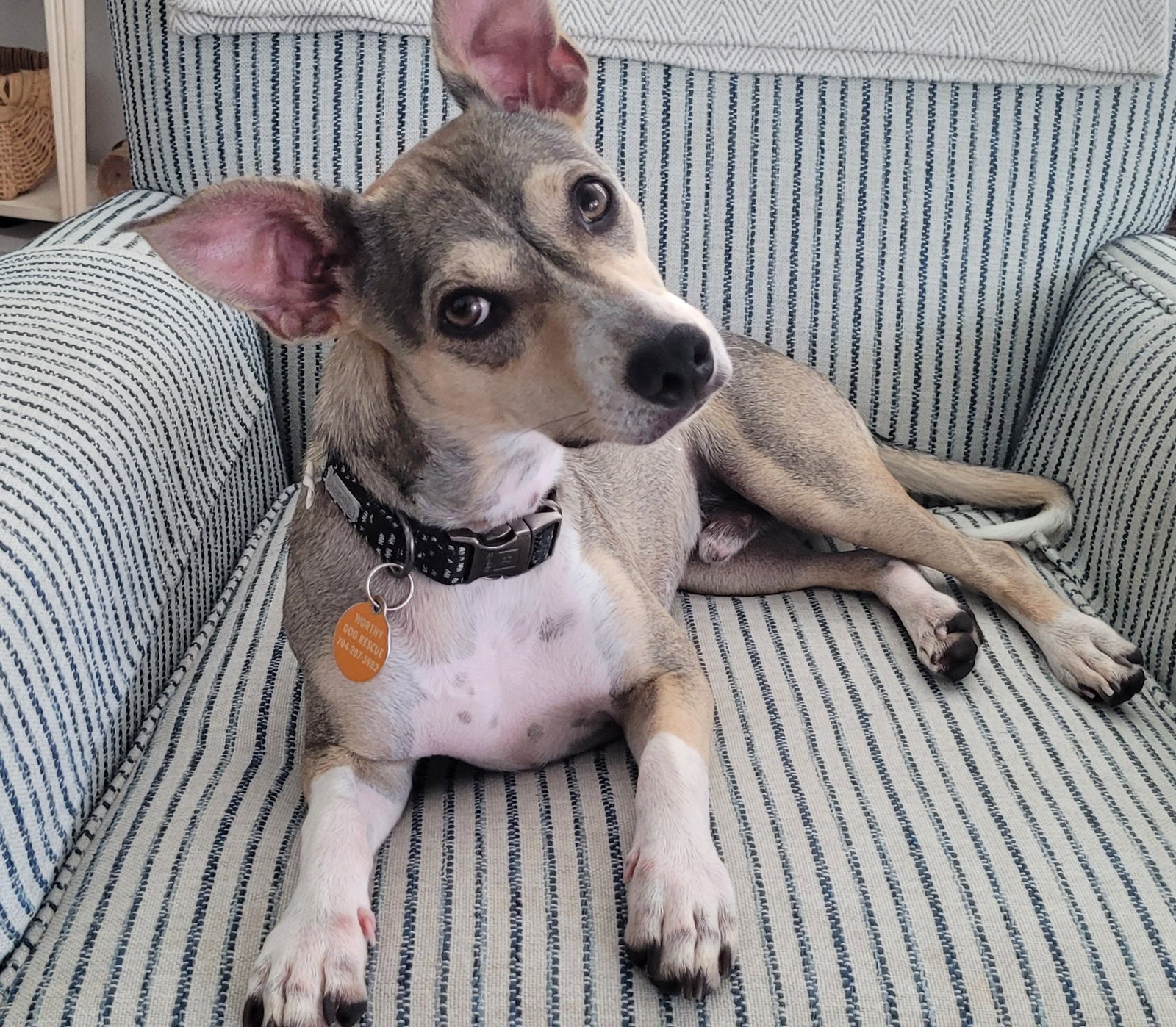 Wilson, Terrier