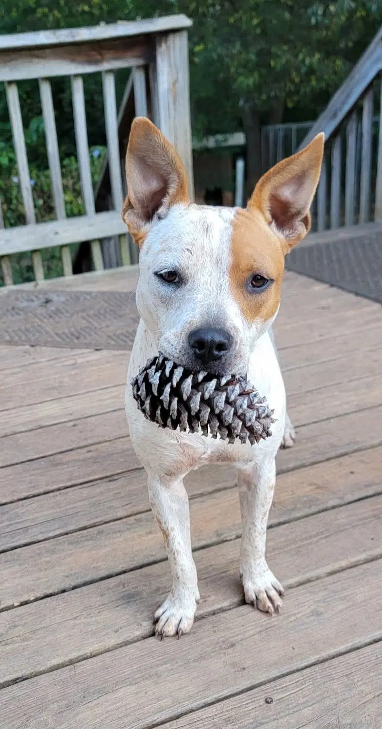 Jojo - American Staffordshire Terrier