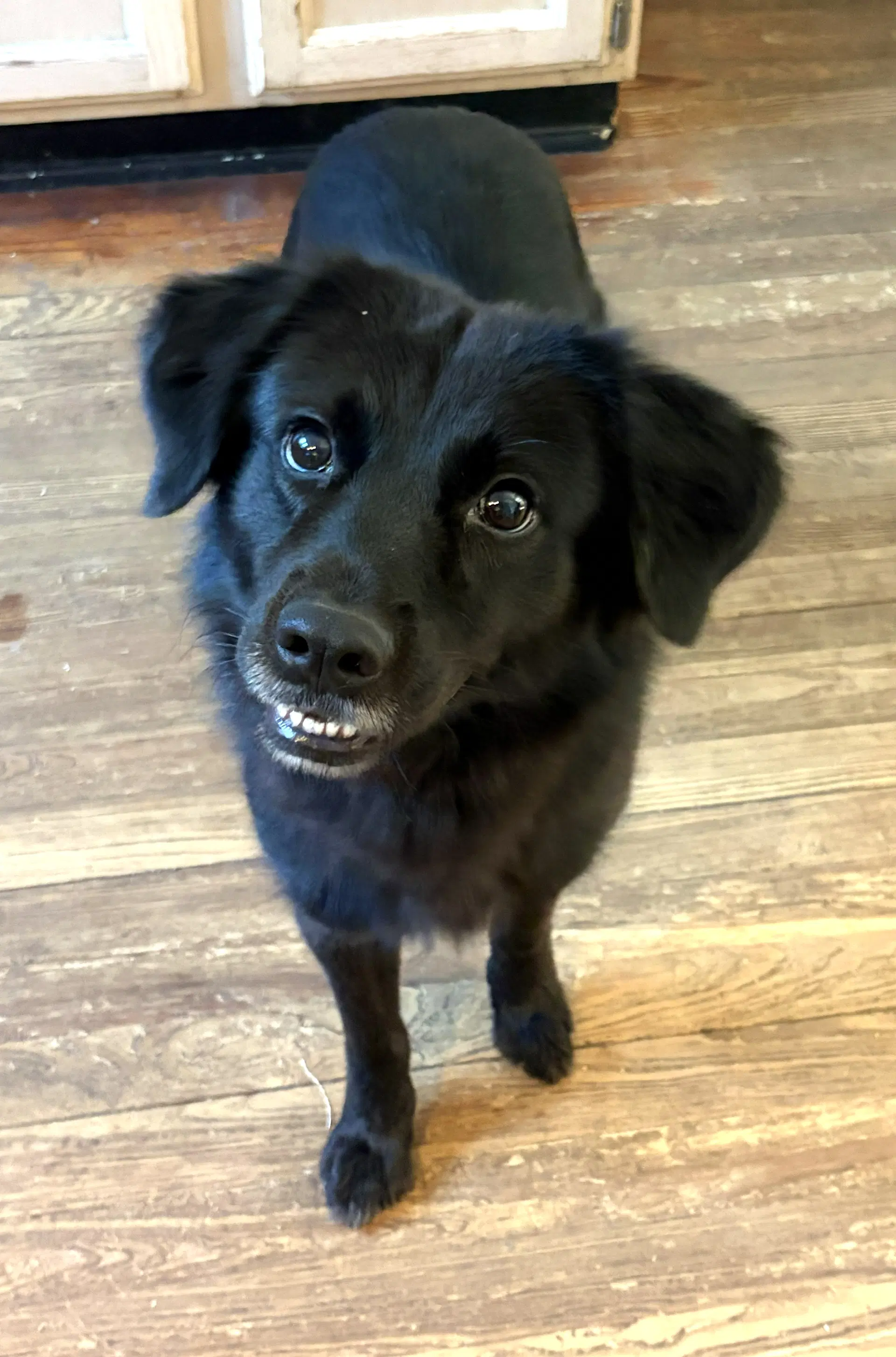 Tally - Border Collie
