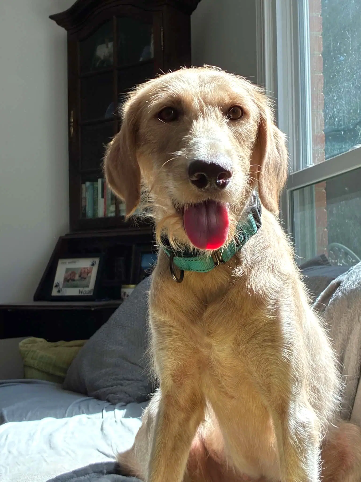 Ivy - Labrador Retriever