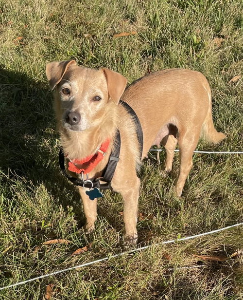 Shiloh, a dog for adoption from Worthy Dog Rescue