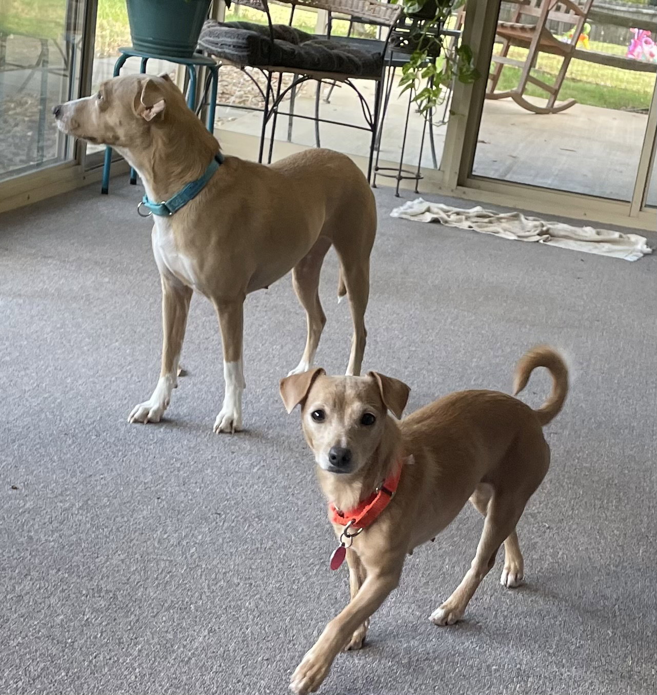 Shiloh, photo 8