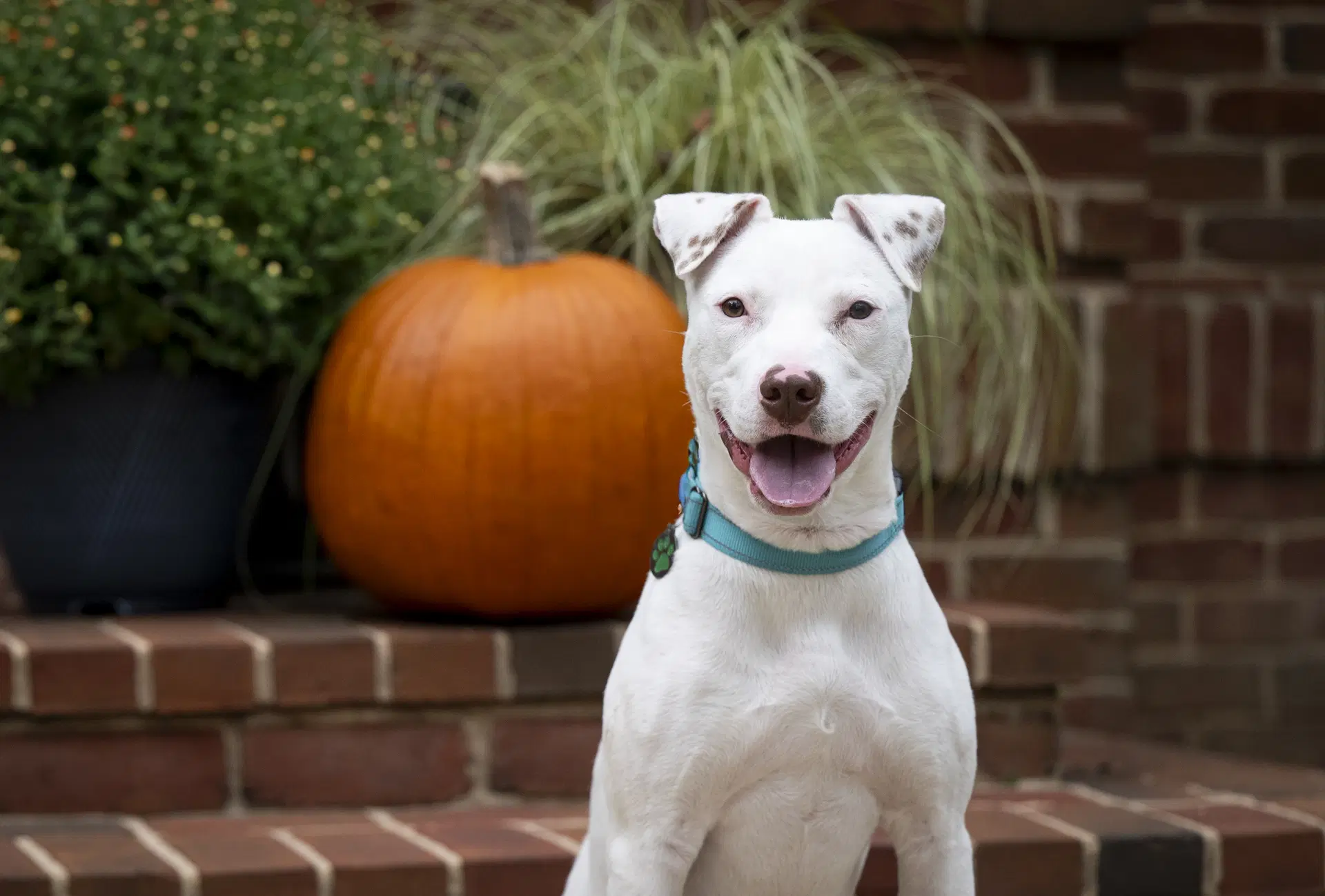 Ziggy image 1