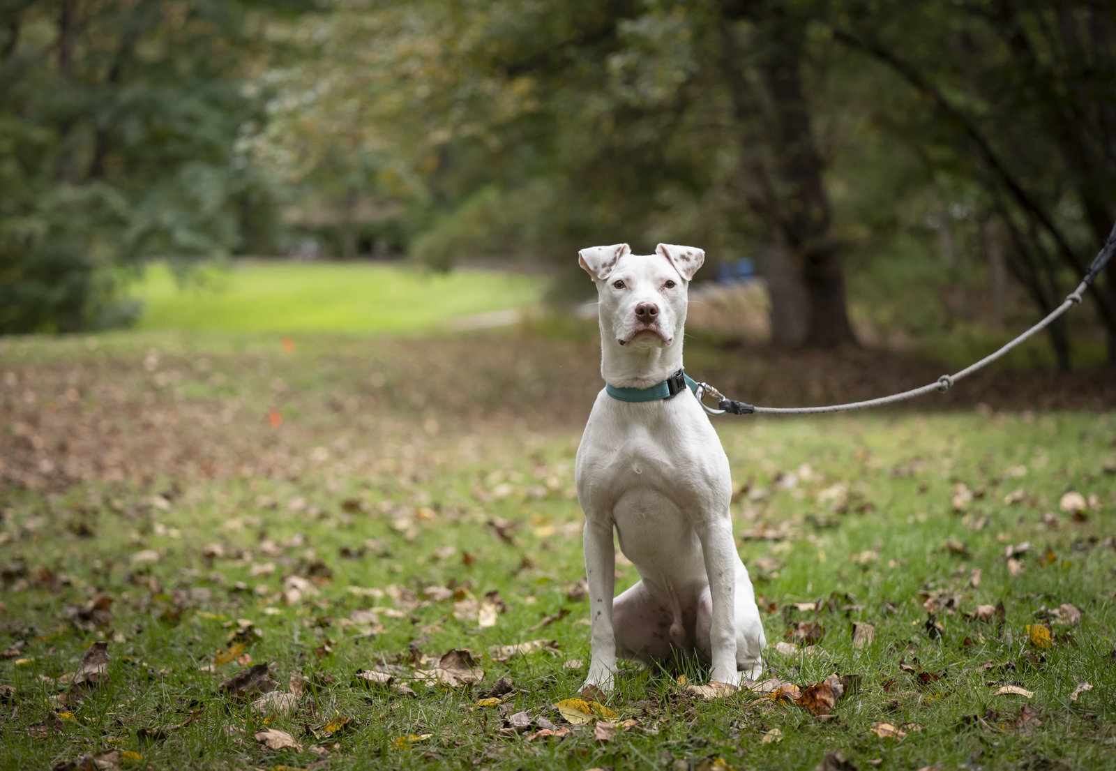 Ziggy, photo 7