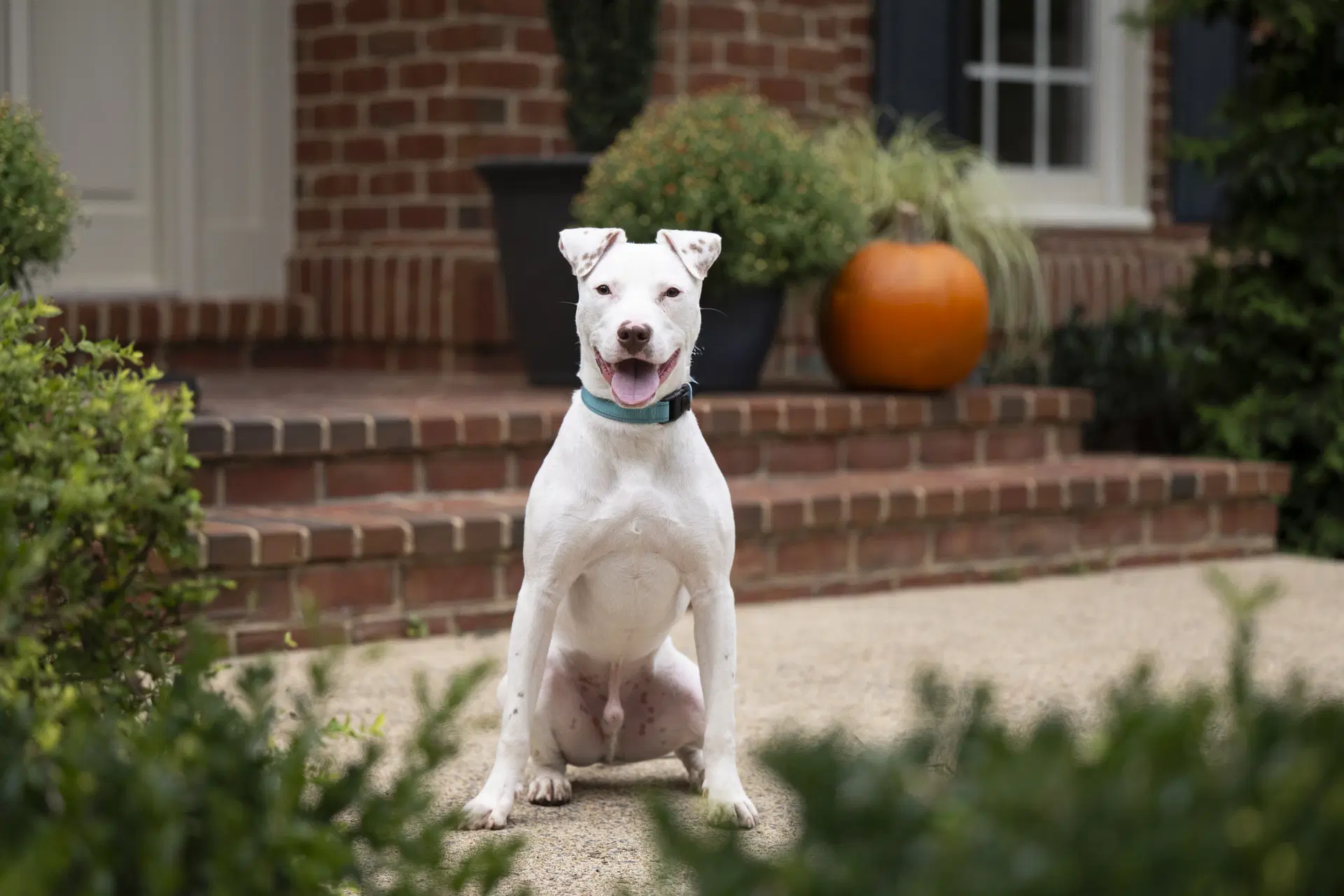 Ziggy image 2
