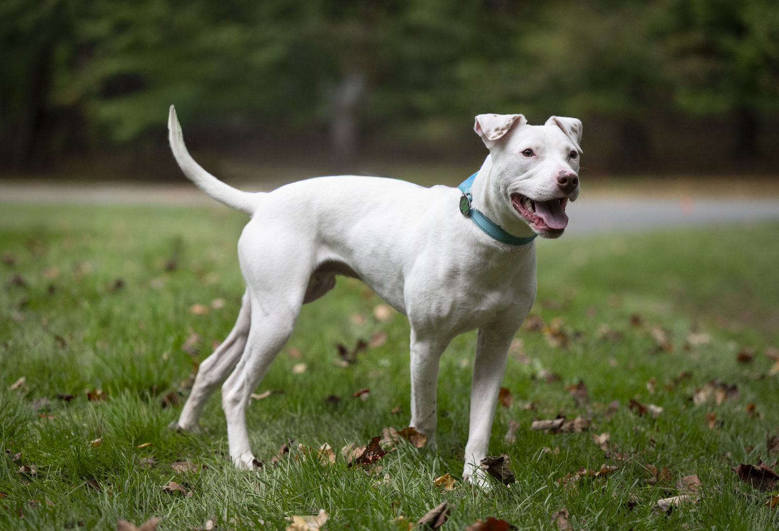 Ziggy, photo 9
