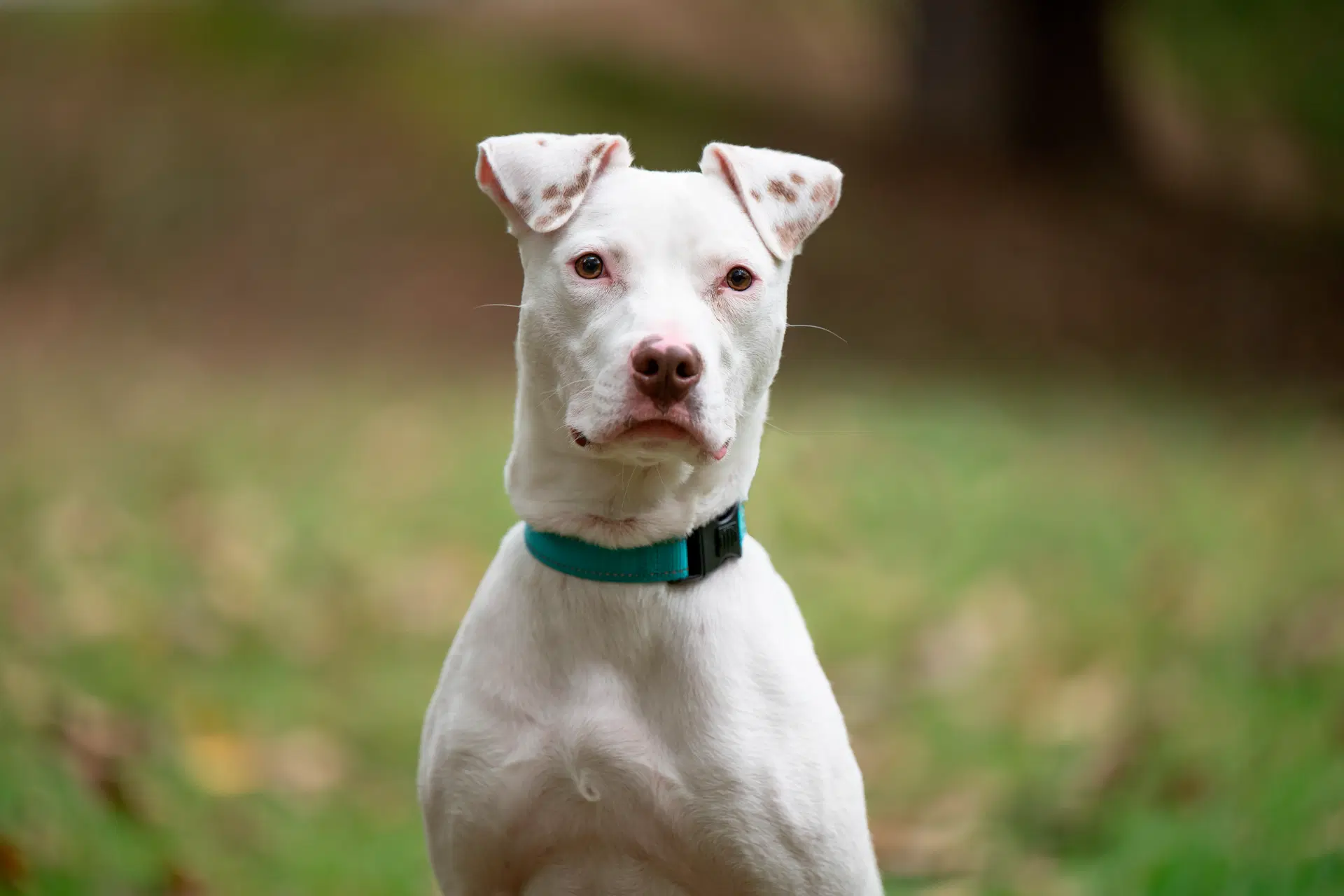 Ziggy image 3