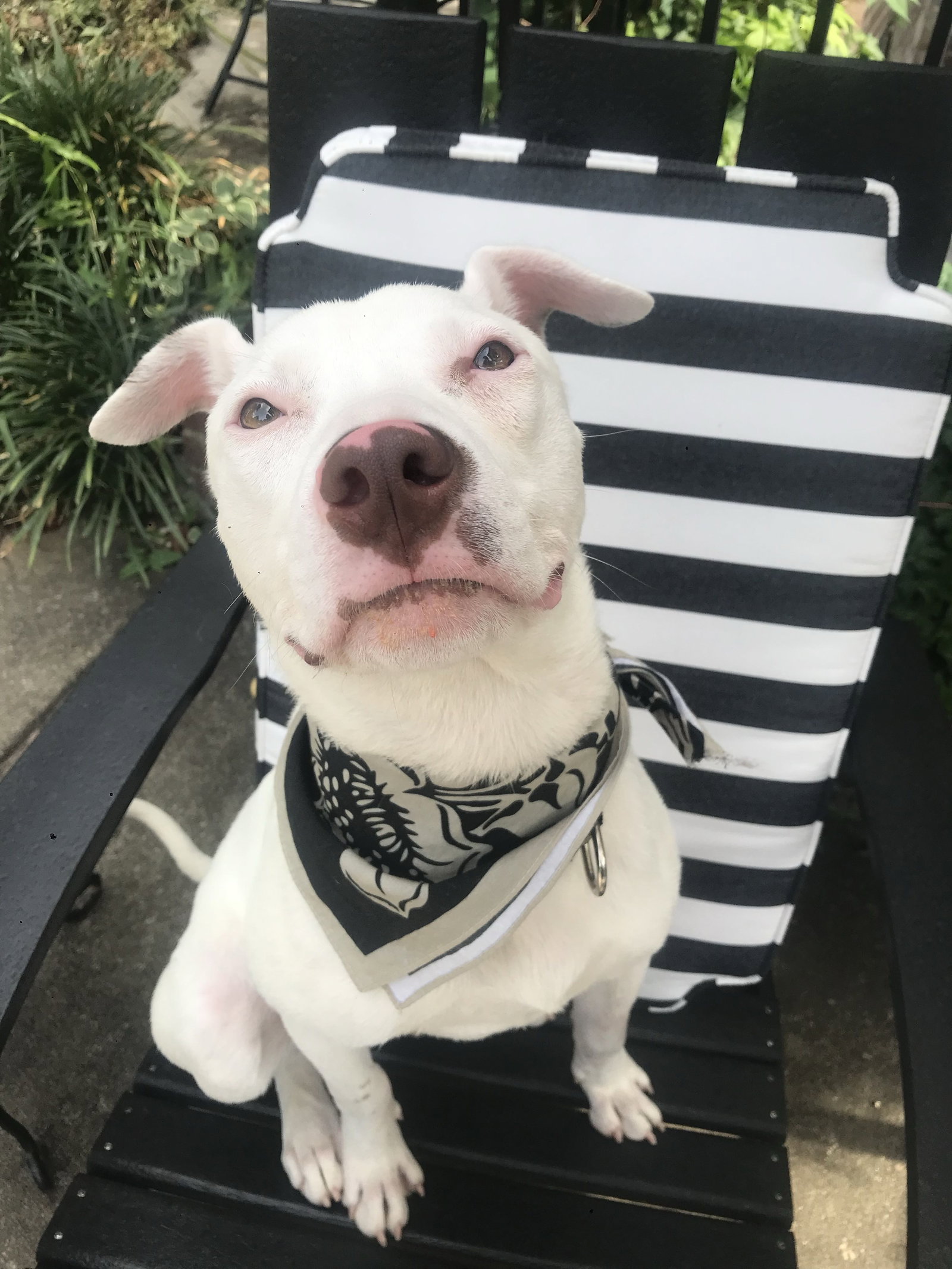 Ziggy, photo 12