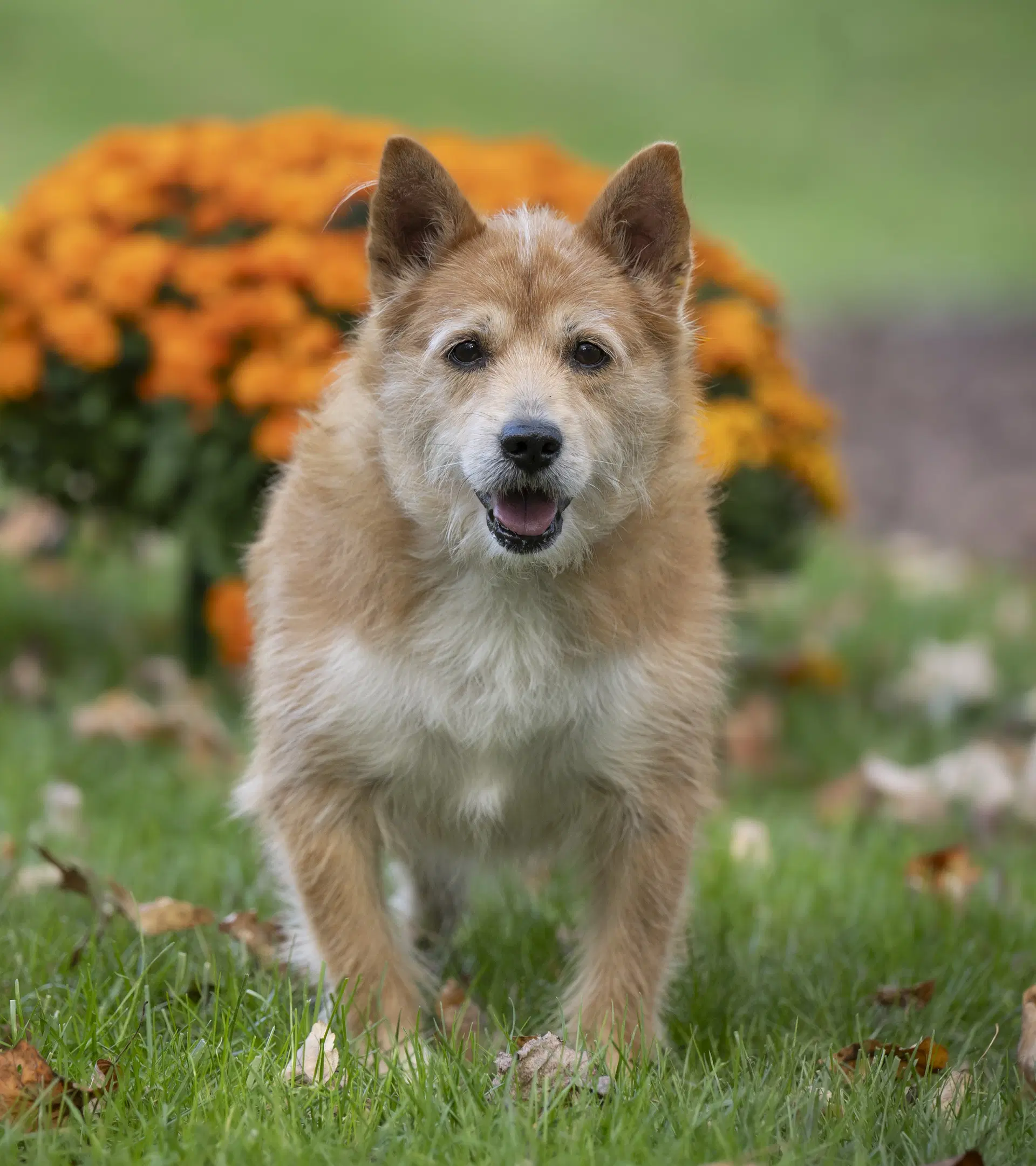 Jake - Terrier