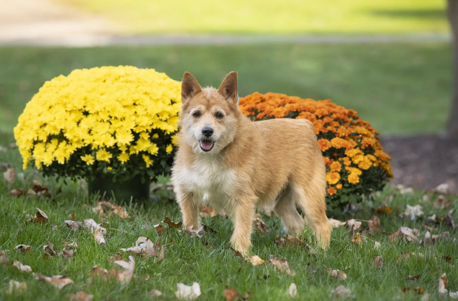 Jake image 2