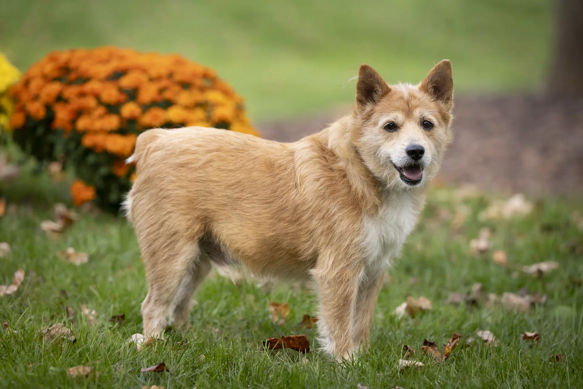 Jake image 3