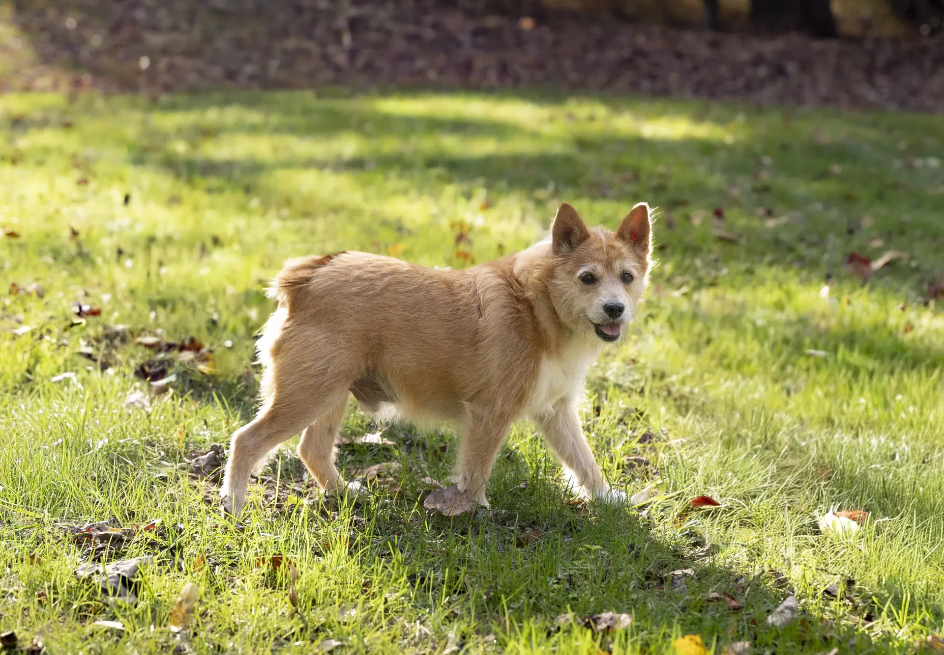 Jake image 4
