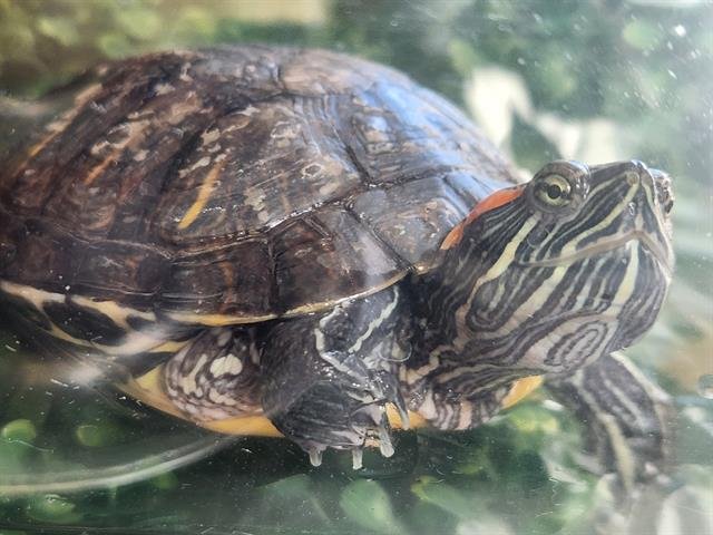 adoptable Turtle in Downey, CA named NOVA