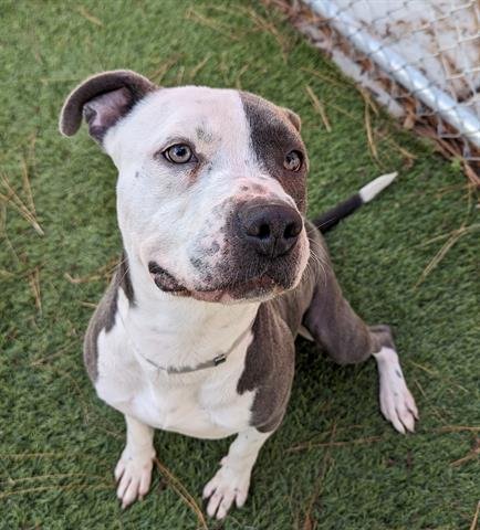 adoptable Dog in Downey, CA named PETEY