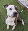 adoptable Dog in downey, CA named PETEY