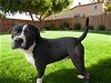 adoptable Dog in downey, ca, CA named CAPTAIN