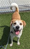adoptable Dog in downey, ca, CA named BUDDY