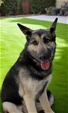 adoptable Dog in downey, ca, CA named DAISY