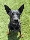 adoptable Dog in  named QUEEN