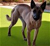 adoptable Dog in downey, ca, CA named DELGADO