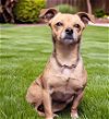 adoptable Dog in downey, CA named CANELA