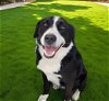 adoptable Dog in downey, ca, CA named DONUT