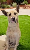 adoptable Dog in downey, CA named BAHAMA