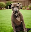 adoptable Dog in downey, CA named ZENA