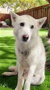 adoptable Dog in downey, CA named PEARL