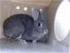 adoptable Rabbit in downey, ca, CA named DELILAH