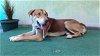 adoptable Dog in downey, CA named SHASTA