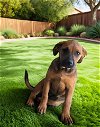 adoptable Dog in downey, CA named BAILEY