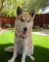 adoptable Dog in downey, CA named DUKE