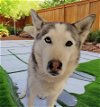 adoptable Dog in downey, CA named ELLA