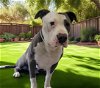 adoptable Dog in downey, CA named ROCKO