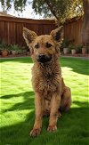 adoptable Dog in downey, CA named BEAR