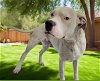 adoptable Dog in downey, CA named DAISY