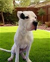 adoptable Dog in downey, CA named BILLY