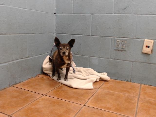 adoptable Dog in Downey, CA named SPIKE