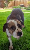 adoptable Dog in downey, CA named AQUA