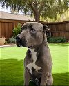 adoptable Dog in downey, CA named CHANCE