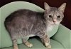 adoptable Cat in downey, CA named CLARICE