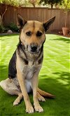 adoptable Dog in downey, CA named CARDI