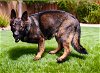 adoptable Dog in downey, CA named ALDAMA