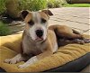 adoptable Dog in downey, CA named BLANCO