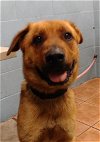 adoptable Dog in downey, CA named BOOG