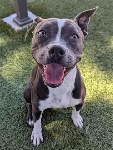 adoptable Dog in Downey, CA named MINTY