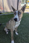 adoptable Dog in Downey, CA named KIAMA