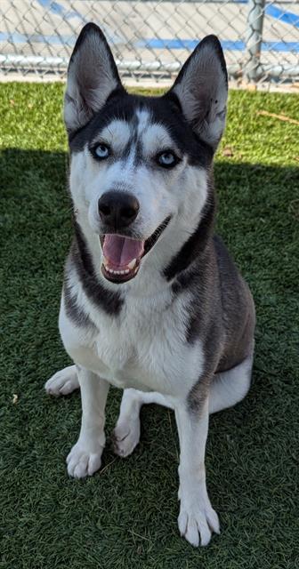 adoptable Dog in Downey, CA named IRIS